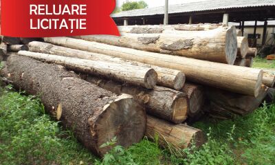 Material Lemnos: Lot 3 - 53,73 m3 lemn rotund esență rășinoasă, specia molid